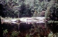 Picnic site on Minnie Lake